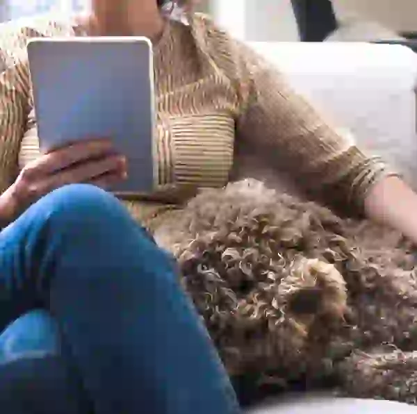 Very cute dog laying on a couch with its human