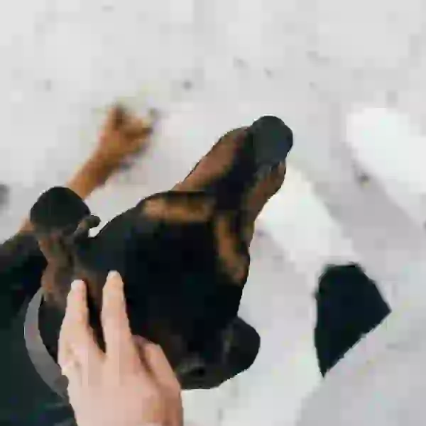 Cute dog getting its head patted
